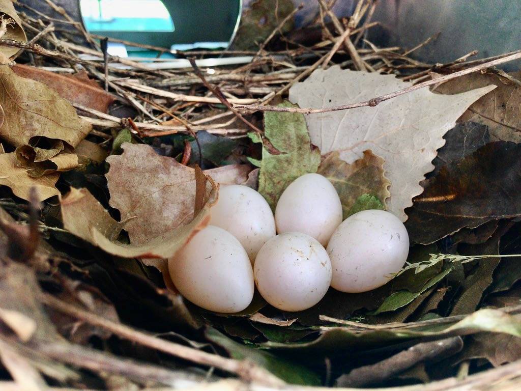 5 Purple Martin Eggs by OakleyOriginals is licensed under CC BY 2.0